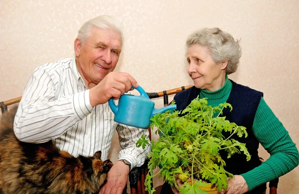 Anziani coppia versare per innaffiare pianta da interno — Foto Stock