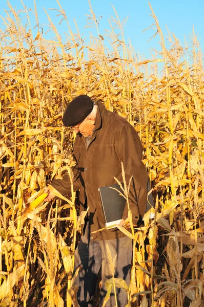 Фермер смотрит на кукурузу — стоковое фото