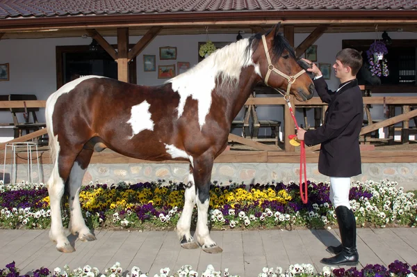 Jeune cavalier brosse le museau du cheval — Photo