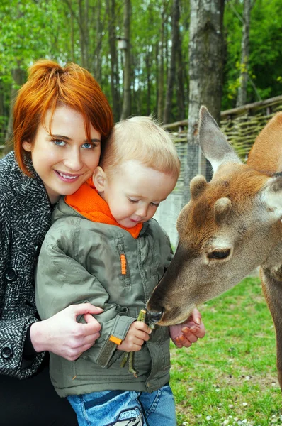 Joven madre e hijo acarician un ciervo —  Fotos de Stock