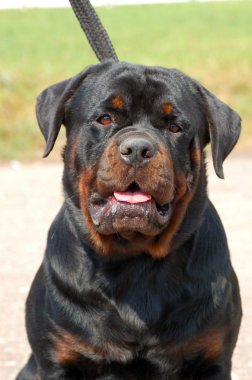 güzel bir rottweiler portresi