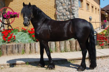 Beautiful horse and stable on background clipart