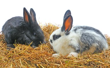 Çift güzel bunny