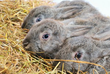 üç güzel tavşan