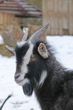 Portrait billy-goat clipart