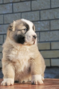 güzel küçük köpek sit ahşap tablo