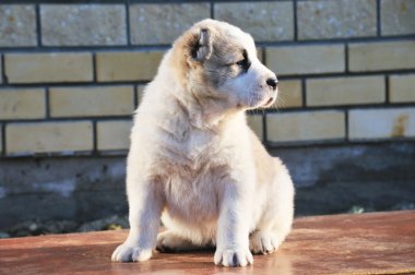 güzel köpek yavrusu sit ahşap tablo