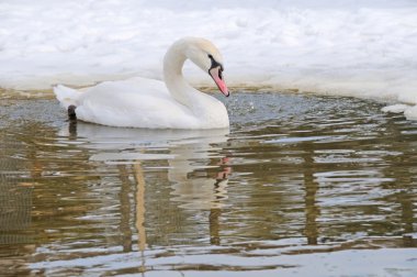 un cisne nadando