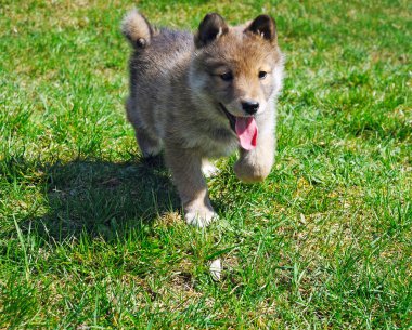 küçük çoban köpek yürüyüşe portresi