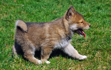 Çoban köpeklerine bir yürüyüş portresi