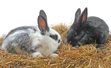 Çift güzel tavşanlar