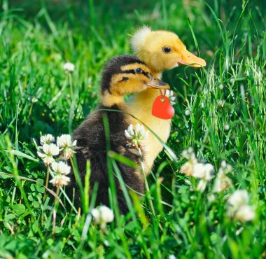 Little ducks on green grass clipart