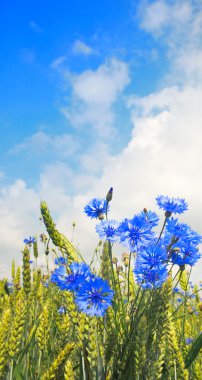 Blue cornflower clipart