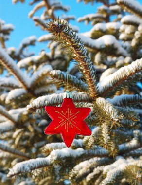 One red star on branch fir