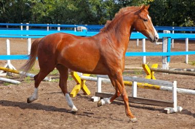 Beauty horse clipart