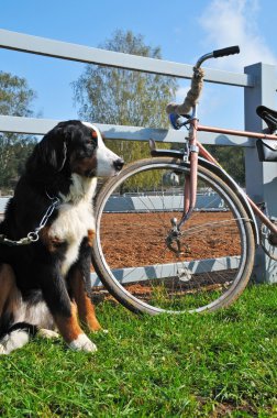 Big dog keep watch and warding the bike clipart