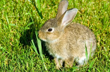 tüylü tavşan yeşil çimen yarım bayt.