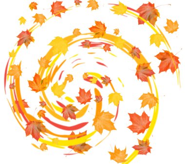 Maple fall leafs clipart