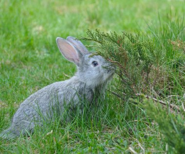 Yeşil çimenlerin üzerinde tüylü tavşan