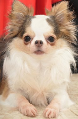 chihuahua köpek portresi