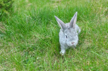 Yeşil çimenlerin üzerinde bir tüylü tavşan