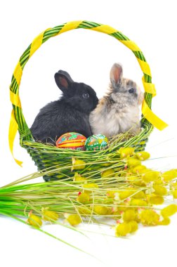 Bunnys in Easter basket with colorful Easter eggs clipart