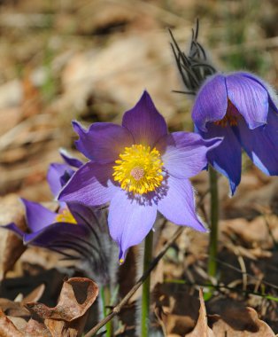 Beautiful blue forest flowers clipart