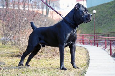 Beautiful pedigree cane corso clipart