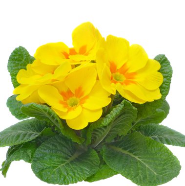 Blossom of primula flower clipart