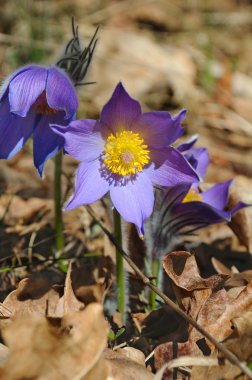 Blue forest flowers clipart