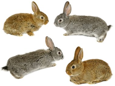 dört şirin gri tavşan