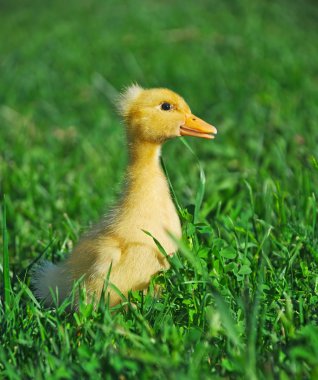 Little duck on green grass