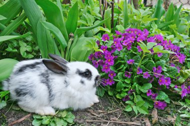 Little rabbit and primroses clipart