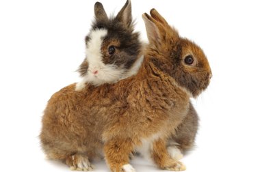 Pair of rabbits