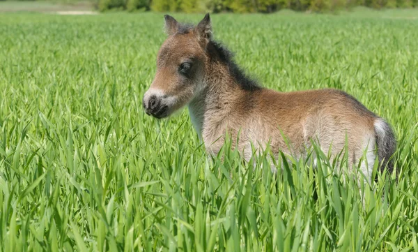 Hříbě poníka stojí v zelené trávě — Stock fotografie