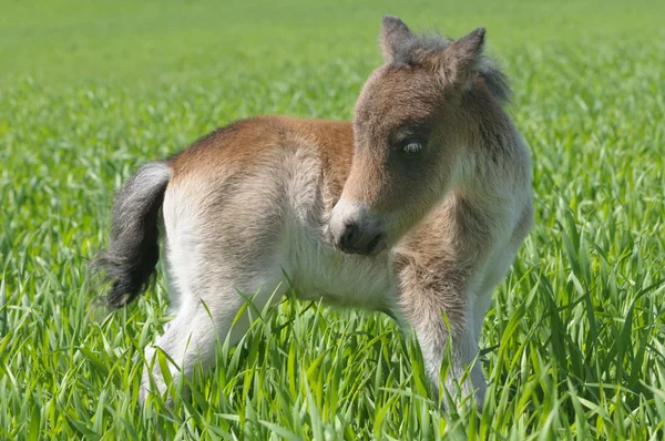 緑の草に立っている馬のポニー — ストック写真