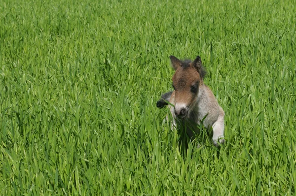 运行在绿色草地上的小马驹小马 — 图库照片