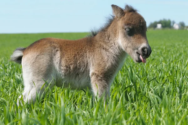 Veulen pony Toon iemands tong — Stockfoto
