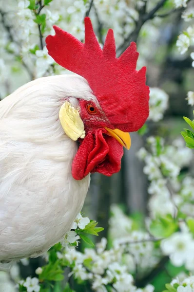 Coq blanc avec crête rouge sur fond de fleurs — Photo