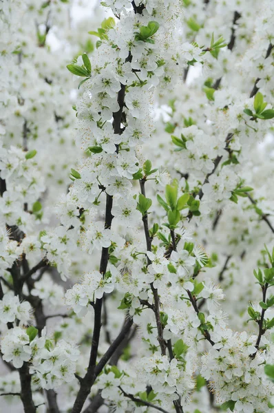 Oddział białe kwitnące drzewo — Zdjęcie stockowe