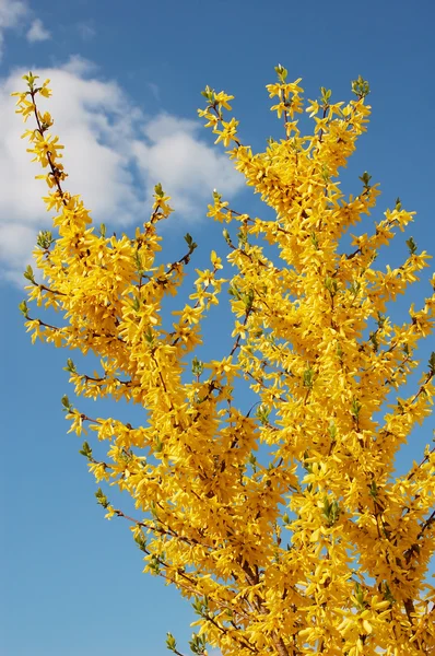 Κίτρινα λουλούδια σε μπλε φόντο ουρανό — Φωτογραφία Αρχείου
