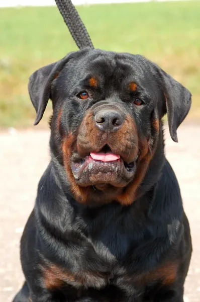 Portrait of a beautiful rottweiler — Stock Photo, Image
