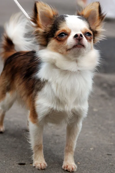Hübscher Chihuahua — Stockfoto