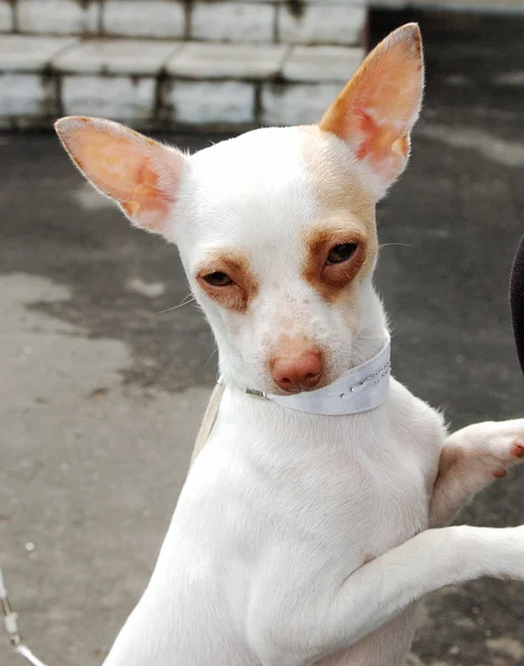 Porträt hübscher Chihuahua — Stockfoto