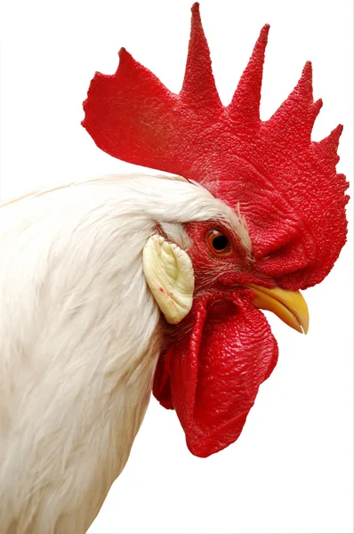 Weißer Hahn mit rotem Kamm — Stockfoto