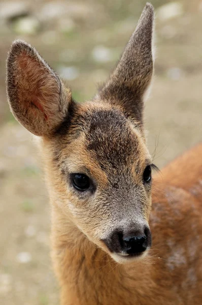 Ritratto di un giovane cervo tinto — Foto Stock