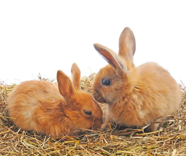 Deux lapins rouges — Photo