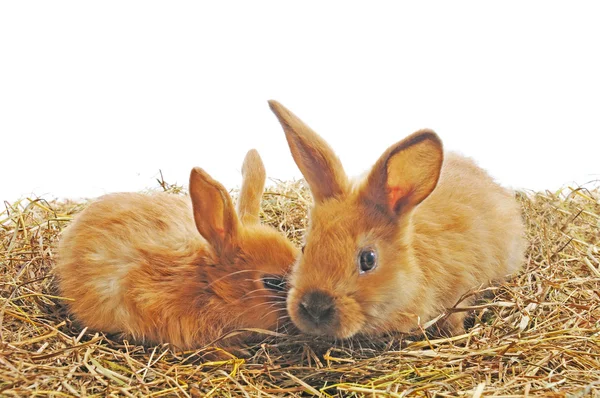 Iki tavşan — Stok fotoğraf
