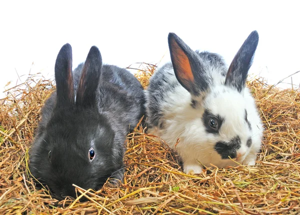 Dos conejos. —  Fotos de Stock