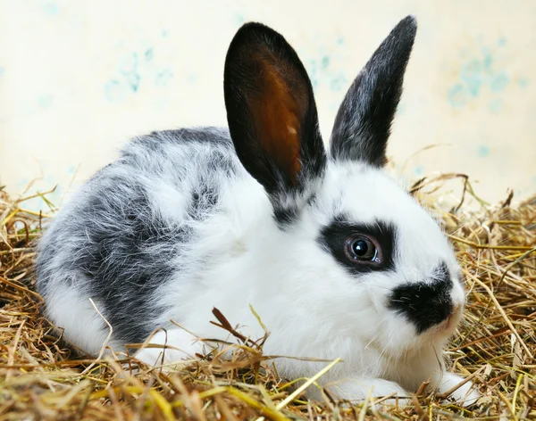 漂亮的小兔子 — 图库照片